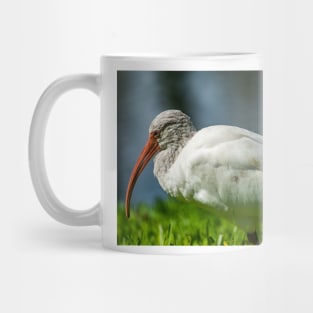 American white ibis  of Florida 2 Mug